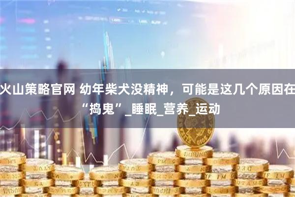 火山策略官网 幼年柴犬没精神，可能是这几个原因在 “捣鬼”_睡眠_营养_运动